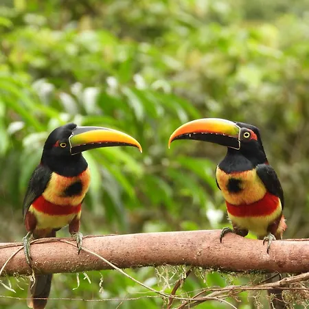 Esquipulas Rainforest-2
